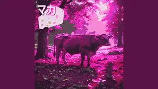 SC FC (Slowed)