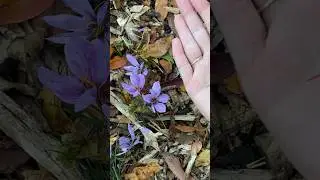 Growing saffron #gardening #gardenharvest #harvesttime #harvest #saffron #autumnharvest