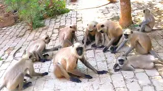 gray langur feeding & funny video. What are special about langur?