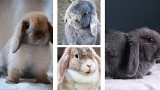 Rabbits vs Bunnies vs Hares: The Difference Explained!