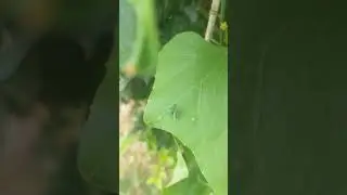 #insectsofinstagram #nature #insects