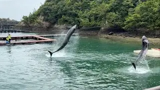 【くじらの博物館】珍しいクジラショー　2025.08.08