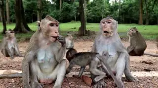 Monkey Group meeting 2017​ - baby monkey at Angkor Tom temple