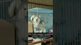 🔥New stock Top quality husky puppies available🔥 contact : 6301337374