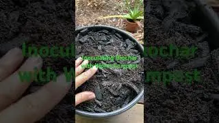 Easiest way to inoculate biochar and charge it with microbes using worm compost #compost #gardening
