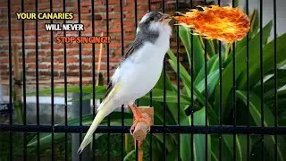 Your Canary Will Immediately Sing With This Canary Singing‼️Belgian Canary🐦