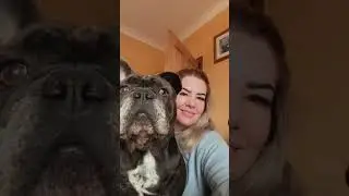 A Montage of the best bits of me & Blu 💙#blu #dog #familypets #frenchbulldog #heaven #frenchie