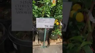 Costco has beautiful citrus trees espeliar!