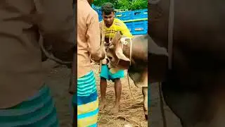 Cow Unloading video on truck #cow #cowvideos #shorts #viral
