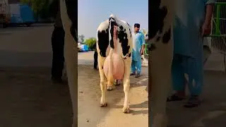 Sohna Punjab Tv.