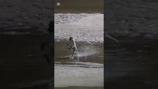 le singe incroyable 😹#viral #comedy #short