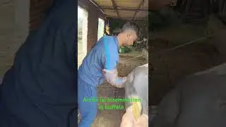 #artificial insemination in buffalo#shortvideo #trendingshorts #doctor #hardwork