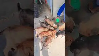 Help kro street dogs ke🙏 target #dog #street #puppy #doglife 4k subscribe#dog #puppylove #shorts