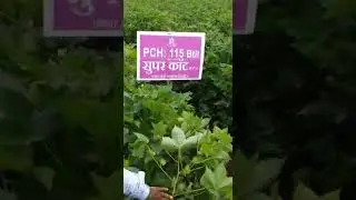 SUPERCOT 115
