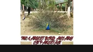 Rawal Lake Bird Aviary - Tourist attraction in Islamabad, Pakistan💚🇵🇰
