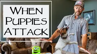 Puppy Biting To The Extreme - Caught Me Completely Off Guard - You Ask We Answer Episode 22: Part 2