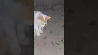 কয়টা বাজে #funny #comedyfilms #shortvideo #cat #comedymovies #funnycomedy #cute