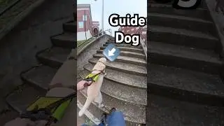 How do guide dogs know which direction to go? #guidedog #guidedogs #legallyblind #lowvision #dog