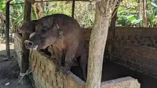 Cleaning the Pig Pen - Small Farm Life 
