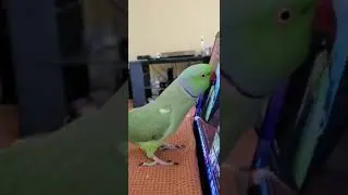 Indian Ringneck Parrots (Kiwi and Dash)playing around and watching @ChatterboxParrots