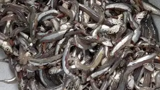 small fish #millions fish makes anchovies fermented sauce