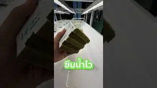 🌱 &ldquo;รากขาวไว ใบเขียวเร็ว!