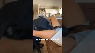 This rottweiler has perfected the art of Drama 🤣🤣 | #shorts #rottweiler #funny