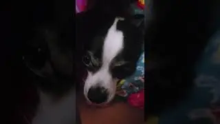 This is how my dog wakes me up #doglife