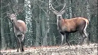 Молодой решительный олень || Young determined red deer