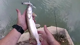 Pesca de Lucio con vinillo Sandra rascando el fondo