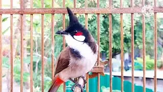 นกกรงหัวจุก จ้าวมั่งมี #bulbulbird #birds #chaomao #cute #animals #nature #jambul 