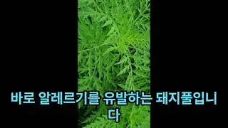 재쑥[Descurainia sophia (L.) Webb ex Prantl]