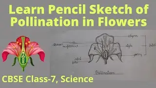 How to draw pollination flower | CBSE Class 7 Science-pollination diagram | drawing of flower parts
