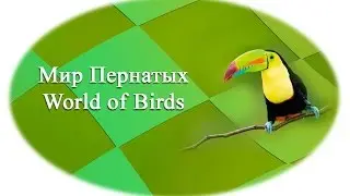 Мир Пернатых - Малютка Колибри - Trochilidae