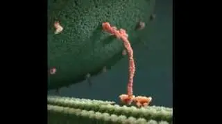 Kinesin protein takes a walk on a microtubule