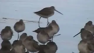 Piper Spit: dowitchers on the shore