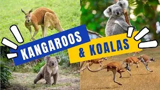 The Wonders of Kangaroos and Koalas - Fun Facts for Kids!