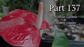 137 - 🇨🇦 Devonian Gardens & Goodbye Calgary Canada