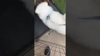 German Shepherd helps to crate train a puppy