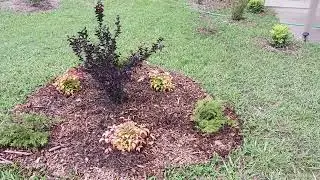 Island combination of ebony fire crape myrtle, blush nandina, and many Arcadia