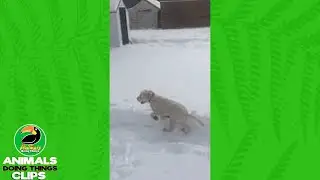 Happy Dog Running Laps Through Snow | Animals Doing Things Clips