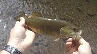 Shavers Fork of the cheat river : smallmouth Bass fishing