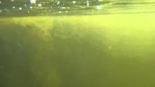 Perch caught trolling