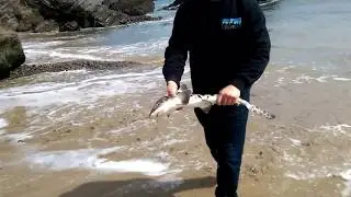 Shark Caught at Pigeon Point Lighthouse
