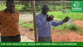 Simple feedlot structure and nutrition by Brian and Prof Denis Mpairwe from Makerere University.