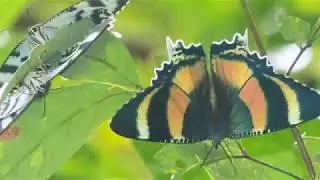 Zodiac Moths (Alcides metaurus)