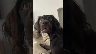 Dog&rsquo;s mind is all in his face 🧐#dog #confuseddog #funny #confused #pet #foryou #dramatic #fyp