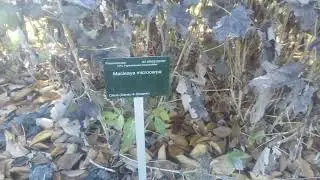 Duivekervelfamilie Botanische tuinen Utrecht