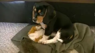 Benny Beagle - Ferocious beast is sleepy