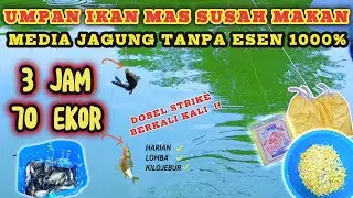 PASTI KETAGIHAN❗ UMPAN IKAN MAS JAGUNG TANPA ESSEN  ❗❗ SOLUSI IKAN MAS SUSAH MAKAN  ❗ 3 JAM 70 EKOR